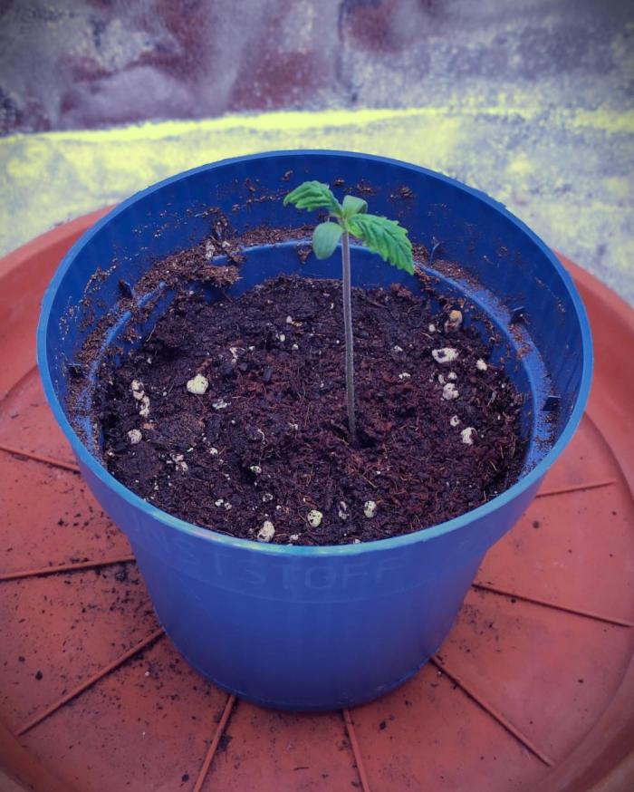 Amsterdam Amnesia Grow (SCROG/Topping). Week 1 - Day 8