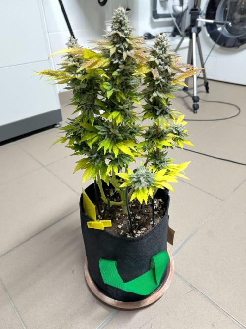 My very first grow. Week 17