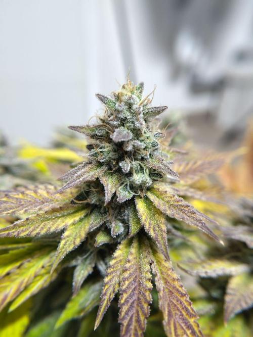 My very first grow. Week 17