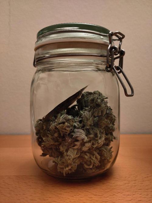 My very first grow. Week 17