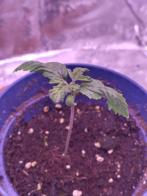 Amsterdam Amnesia Grow (SCROG/Topping). Week 2