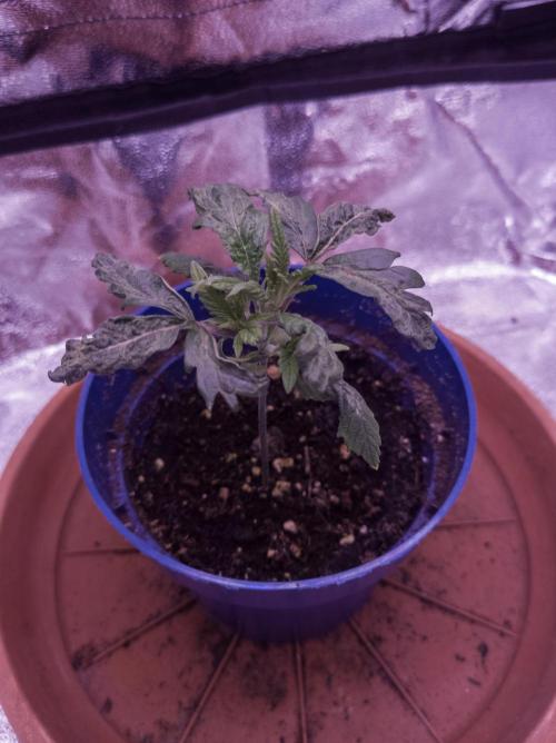 Amsterdam Amnesia #1. Week 3