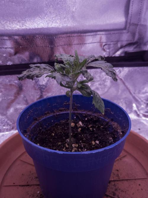 Amsterdam Amnesia #1. Week 3