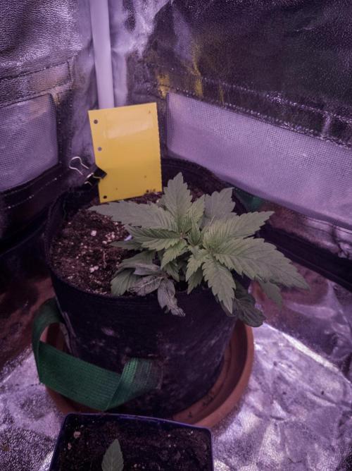 Amsterdam Amnesia #1. Week 4