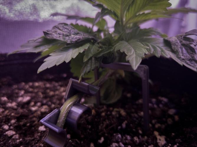 Amsterdam Amnesia #1. Week 4