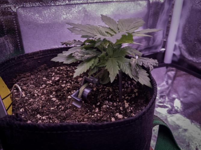 Amsterdam Amnesia #1. Week 4