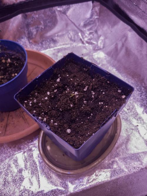 Amsterdam Amnesia #2. Week 0