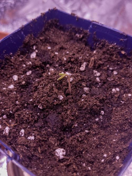 Amsterdam Amnesia #2. Week 0