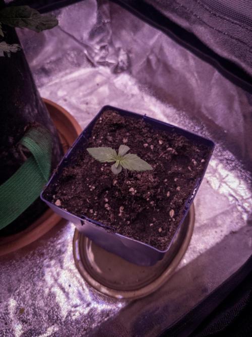 Amsterdam Amnesia #2. Week 1