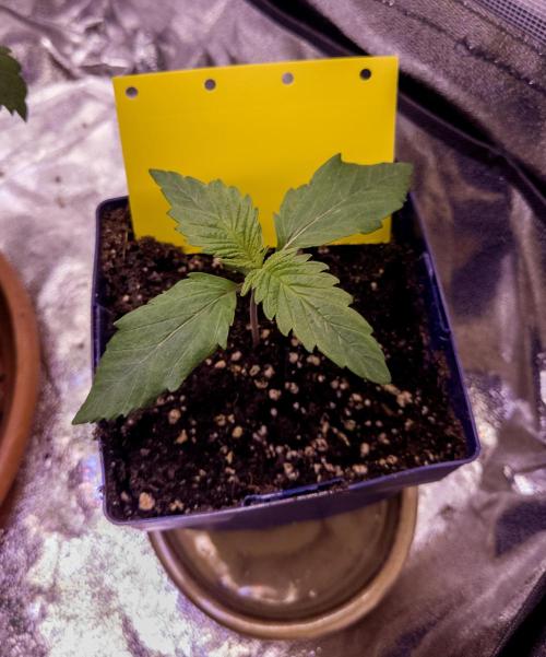 Amsterdam Amnesia #2. Week 2