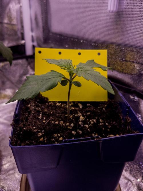 Amsterdam Amnesia #2. Week 2