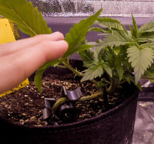 Amsterdam Amnesia #1. Week 5