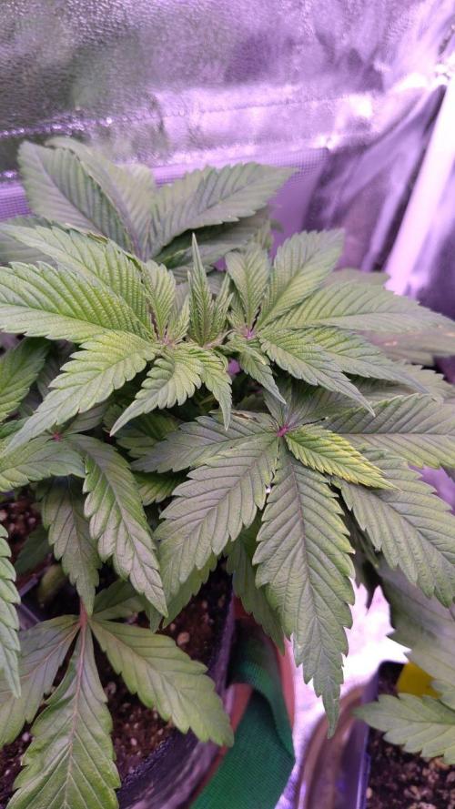 Amsterdam Amnesia #1. Week 6