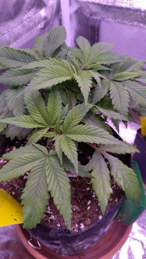 Amsterdam Amnesia #1. Week 6