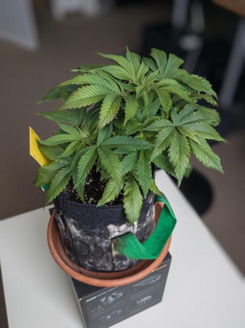 Amsterdam Amnesia #1. Week 7