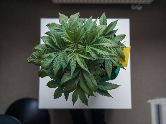 Amsterdam Amnesia #1. Week 7