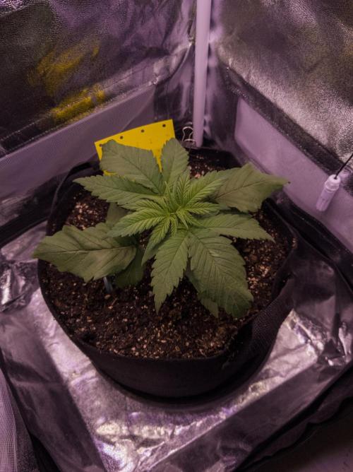 Amsterdam Amnesia #2. Week 4