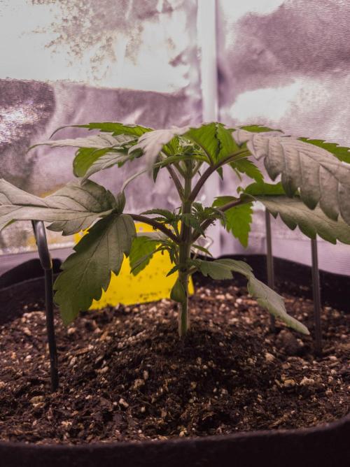 Amsterdam Amnesia #2. Week 4