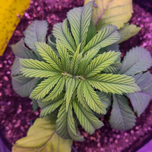 Amsterdam Amnesia #2. Week 5