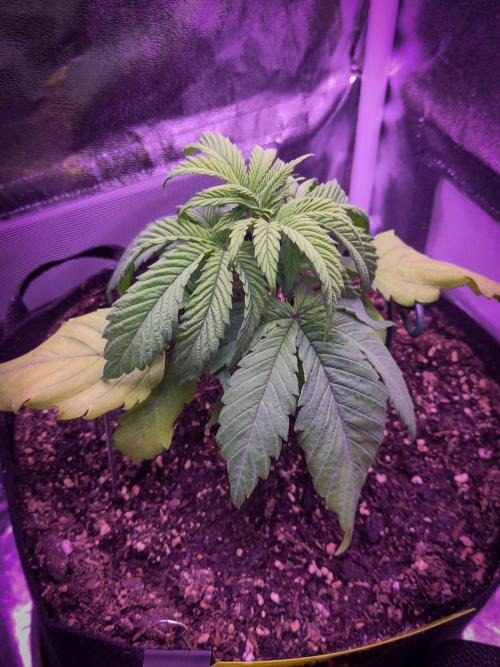 Amsterdam Amnesia #2. Week 5