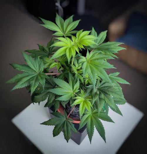 Amsterdam Amnesia #1. Week 8