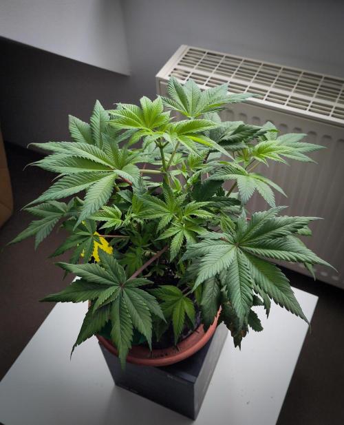 Amsterdam Amnesia #1. Week 8