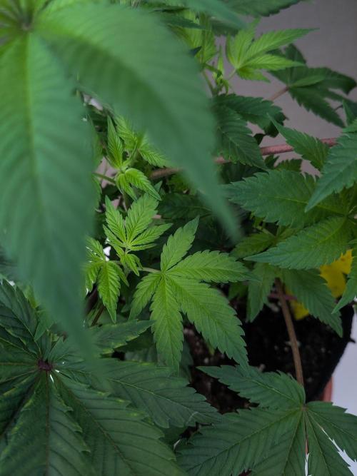 Amsterdam Amnesia #1. Week 8