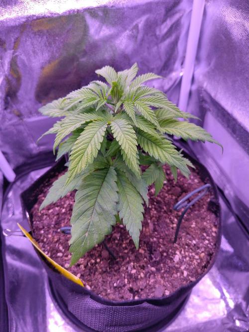 Amsterdam Amnesia #2. Week 6