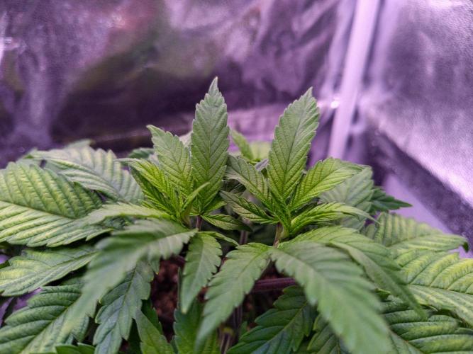 Amsterdam Amnesia #2. Week 7