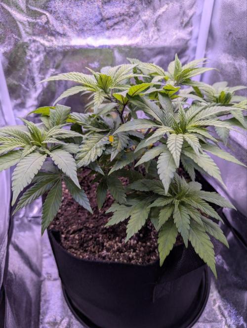 Amsterdam Amnesia #2. Week 8