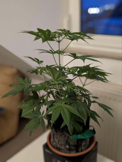 Amsterdam Amnesia #1. Week 11