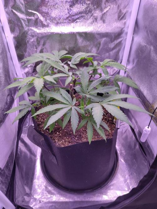 Amsterdam Amnesia #2. Week 8