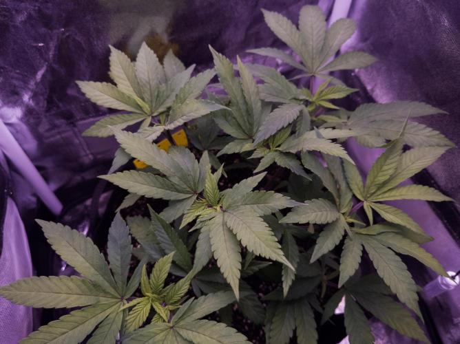 Amsterdam Amnesia #2. Week 9