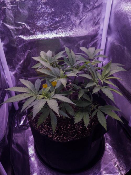 Amsterdam Amnesia #2. Week 9