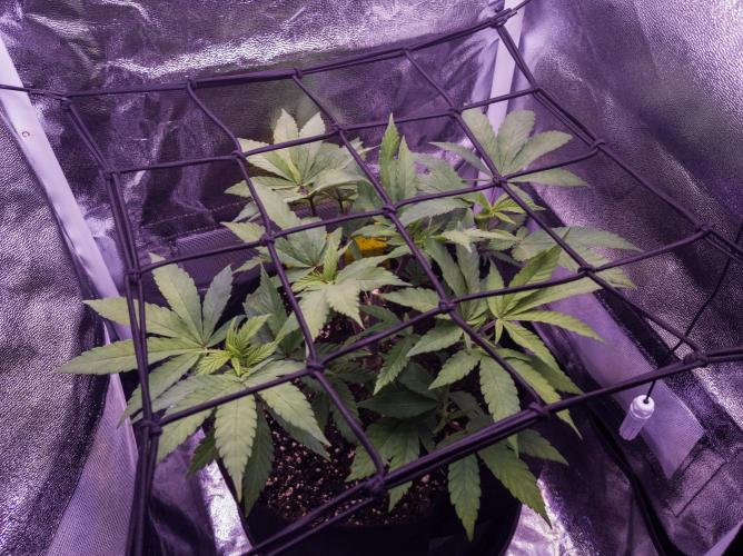 Amsterdam Amnesia #2. Week 9