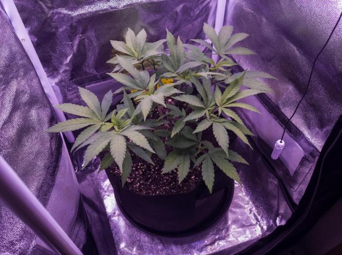 Amsterdam Amnesia #2. Week 9