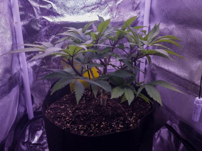 Amsterdam Amnesia #2. Week 9