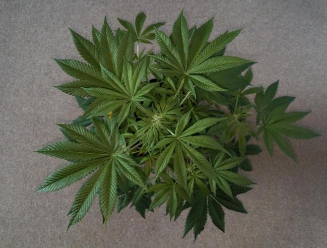 Amsterdam Amnesia #1. Week 12