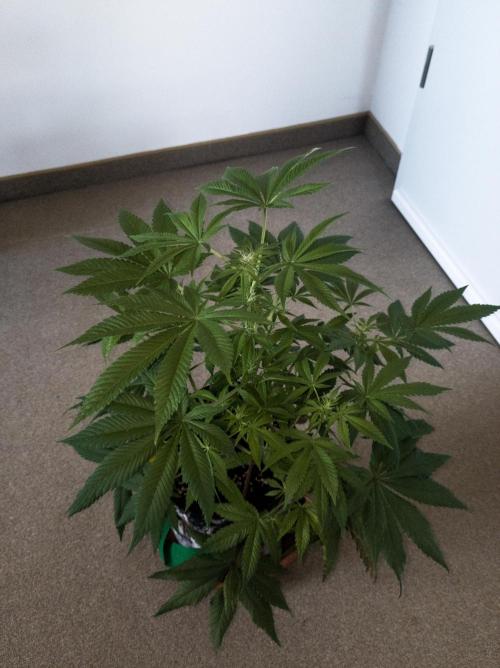 Amsterdam Amnesia #1. Week 12