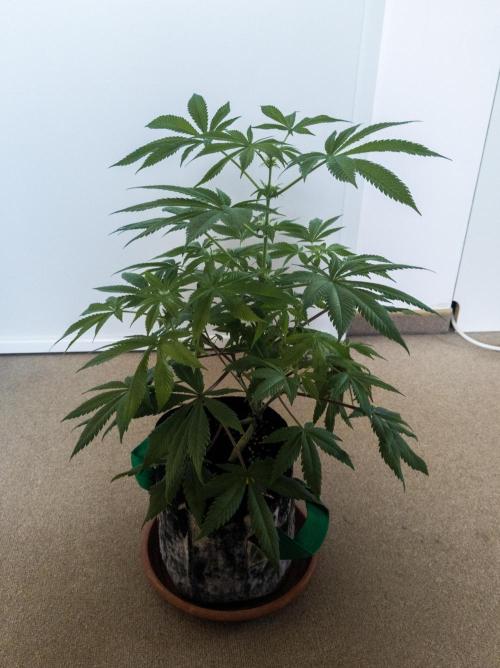 Amsterdam Amnesia #1. Week 12