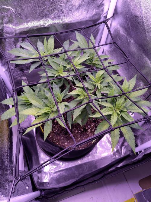 Amsterdam Amnesia #2. Week 10