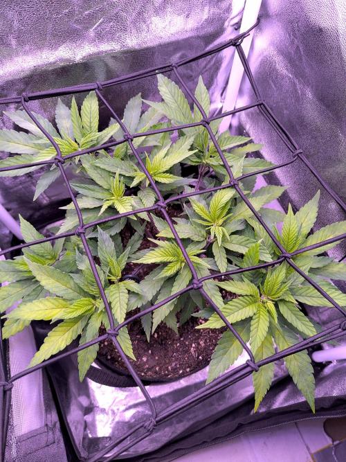 Amsterdam Amnesia #2. Week 10