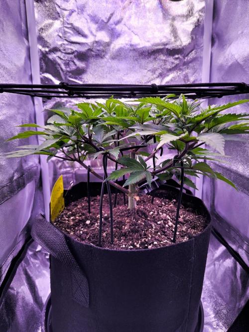 Amsterdam Amnesia #2. Week 10