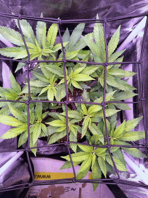 Amsterdam Amnesia #2. Week 10