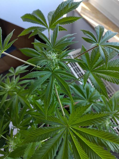 Amsterdam Amnesia #1. Week 13