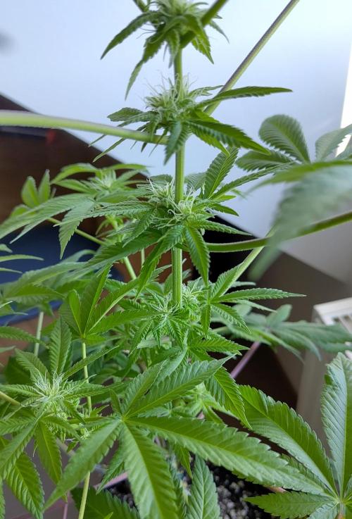 Amsterdam Amnesia #1. Week 13
