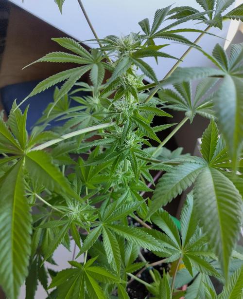 Amsterdam Amnesia #1. Week 13