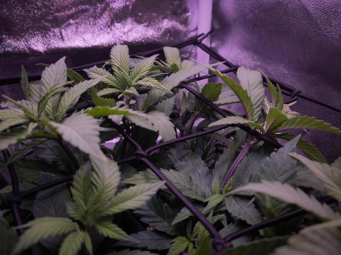 Amsterdam Amnesia #2. Week 11