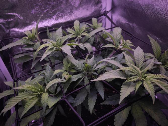 Amsterdam Amnesia #2. Week 11