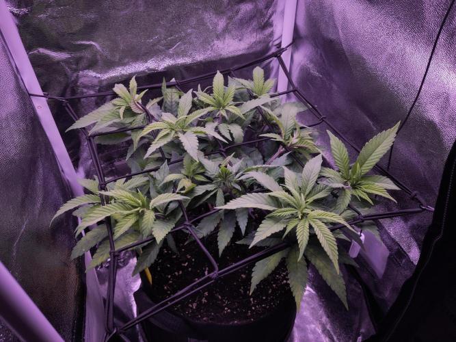 Amsterdam Amnesia #2. Week 11